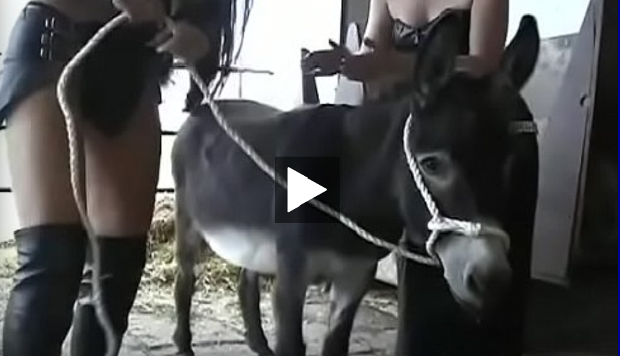 سكس حيوانات نيك حمار