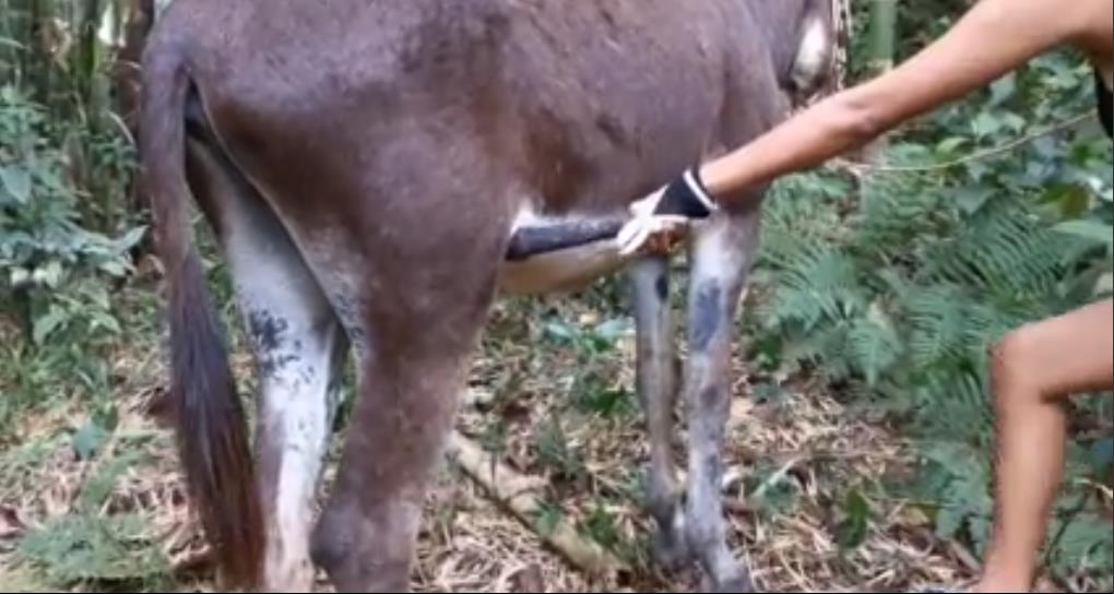 سكس بنت مع حمار فيلم نيك حيوان جديد لاول مرة علي موقع بزاوي
