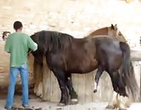 جمع السائل المنوي للحصان الذي له قضيب كبير  اثناء نيك الانثي الحيوانيه