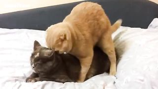 القط الذكر ينيك الانثي – سكس حيوانات قطط مع بعضهما علي السرير