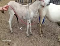حمار ينيك انثي الحصان – شاهدت الفتاة التي تحب الإباحية الحيوانات