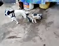 سكس كلب مع كلبه – احلي نيك حيوانات كلاب في الشارع