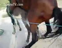 الحمار مارس الجنس من قبل الحصان الحيوان الجنس – سكس حيوانات