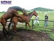 فيديو حيوانات بورنو – سكس بغل عنتيل مع حصانه شاهد القوه