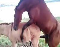 حصان ينيك انثي الحمار – فيلم الجنس الحيواني هذا أثناء رحلة
