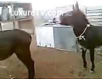 مقطع فيديو جنسي حيواني في حديقة الحيوان لحمارين يمارسان الجنس