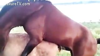 ممارسة الجنس مع حصان أنثى مع قضيب الفرس العملاق