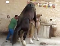 جمع السائل المنوي للخيول يتم جمع السائل المنوي للحصان